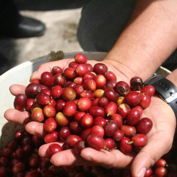 Cerise de Café